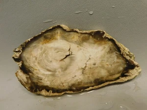 Petrified Wood Water Cypress Unpolished Stone Slab Sunnyside #O1 - Picture 1 of 6