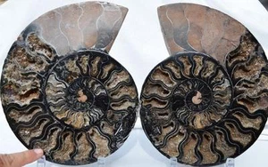 9943xx SELTEN 1in100 SCHWARZER Ammonit PAAR tiefe Kristalle 110myo FOSSIL XXL 242mm 9,5" - Bild 1 von 10