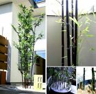 Schwarzer Bambus - wahnsinnig schn : tolle, blhende winterharte Kakteen! Samen
