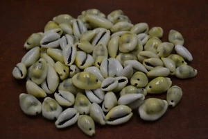 100 PCS DRILLED HOLE YELLOW MONEY COWRIE COWRY SEA SHELL BEADS #T-293 - Picture 1 of 1