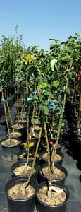 SHINSUI ASIAN PEAR 4-6 FT Tree New Plant Healthy Sweet Fruit Trees Pears Plants - Picture 1 of 1