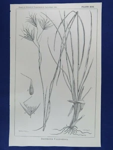 1881 Litografia California Avena Grass Californica Stampa Botanica 5-3/4"" x 9" - Foto 1 di 3