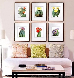 Cactus art set of 6 unframed Botanical art prints Southwest desert wall Decor  - Picture 1 of 8