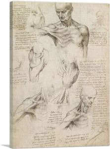 Superficial Anatomy of the Shoulder and Neck Canvas Print by Leonardo da Vinci - Picture 1 of 11