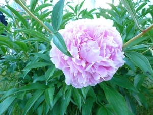 Vintage Mechanical Wristwatch Movement - Parts / Repair - Picture 1 of 1