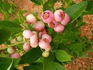1 Pink Popcorn® Blueberry Vaccinium corymbosum Fruit Starter Plant Plug - Picture 1 of 5