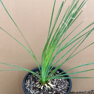 A907 DASYLIRION SERRATIFOLIUM olla 30 cm H 4 cm W 4 cm MaMa Cactus - Imagen 1 de 4