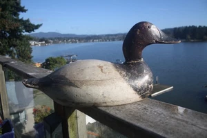 Canvasback Drake decoy, early Evans Mammoth, hollow, OP, glass eyes. - Picture 1 of 18