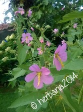 15 SEMI RARI KOSTELETZKYA PENTACARPOS 2019 rare seeds samen semillas graines
