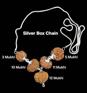 Rudraksha Combination for Navagraha Shanti 3,5,10,11,12 Mukhi In Silver Chain - Picture 1 of 3
