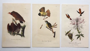 (3) Original Antique JJ Audubon Octavo 19th C. Litho  - Hand Colored ~ Birds - Picture 1 of 5