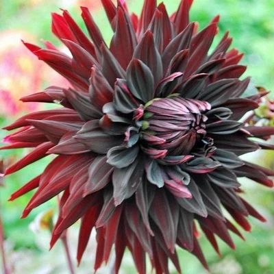 1 "Black Jack" Cactus Dahlia - Bombilla de tamaño superior #1 - Vendedor de EE. UU. Foto 1 de 4