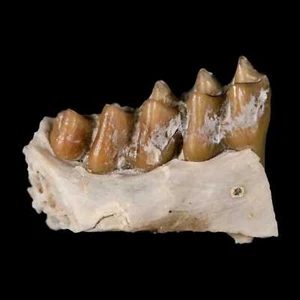 0.7" Leptomeryx Evansi Oligocene Age Fossil Deer Jaw Teeth Wyoming Display COA - Picture 1 of 8