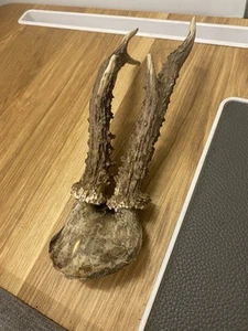 Roe deer antlers - Picture 1 of 5