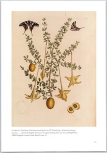 Mark Catesby Lily Thorn Zebra Swallowtail Butterfly Reproduction Book Plate Art - Picture 1 of 1