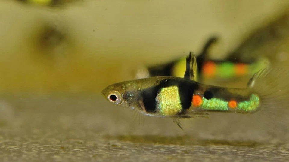 PZ.5 Endler El Tigre - Pesci - laghetto acquario POND - Immagine 1 di 1