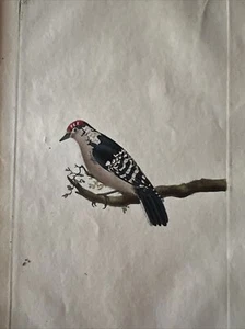 Ornithology Acquaforte 1823 "Lesser Woodpecker" - Picture 1 of 5