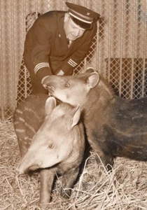 Young Tapirs Zoo Wildlife France Old Press Photo 1955 - Picture 1 of 4