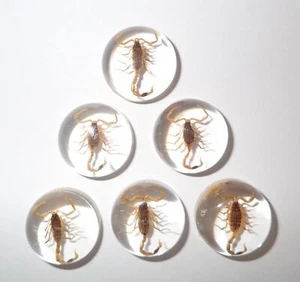 Insect Cabochon Golden Scorpion Specimen Round 19 mm Clear 18 pieces Lot - Picture 1 of 11