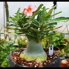 Caudex New product hybrid seeding growth Adenium obesum Secondary dwarf plant