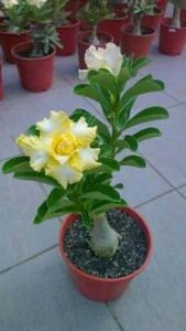 4 Rare Yellow White Desert Rose Seeds Adenium Perennial Flowers 250 US SELLER - Picture 1 of 12