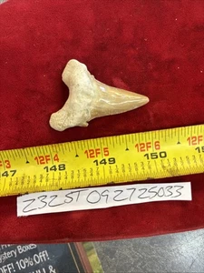 Großer Otodus Obliquus FOSSILER HAI Zahn 60 Millionen Jahre alt. 2" - Bild 1 von 1