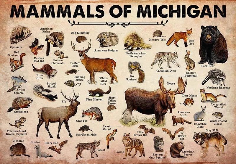 Mammals Of Michigan, Vintage Knowledge Art Poster, Wall Art Decor - Image 1 of 1