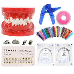 Dental 1:1 Tooth Model Dental Orthodontic Practice Oral Cavity Tooth Model Set - Picture 1 of 16