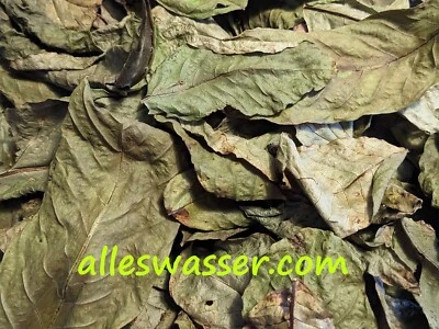 Walnußblätter BIO grün lose getrocknet 50 Stück NANO Garnelenfutter Guppy Welse - Bild 1 von 4