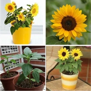20pcs Mini Dwarf Yellow Sunflower Flower Seeds Home Garden Office Decor Plant JL - Picture 1 of 3