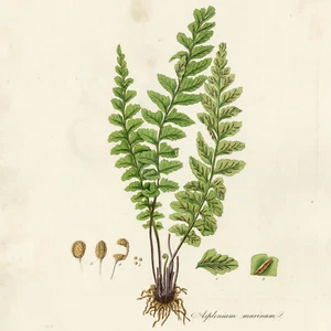 RARE 1777 CURTIS FLORA LONDINENSIS Hand-Color Folio Engraving ASPLENIUM MARINUM - Picture 1 of 6