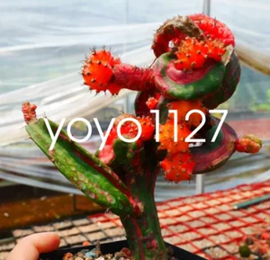 hylocereus hylocalycium x singolare su cactus piante succulente in vaso 7-9 cm - Foto 1 di 9