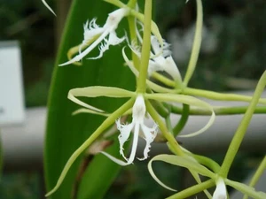 Orchid species Epidendrum ciliare growing 4 ways - Picture 1 of 10