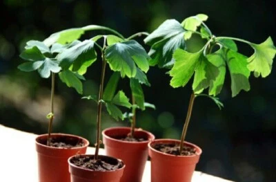 Ginko, Maidenhair Tree (Ginko Biloba) 2 year old (packaged Bareroot) - Image 1 of 4