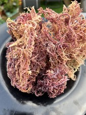 100g MUSCHIO DI MARE VIOLA GRANADIANO SELVATICO ARTIGIANALE ED ESSICCATO AL SOLE...