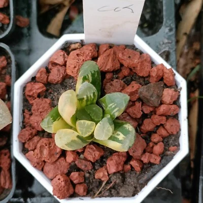  Haworthia Maughanii "Kuo Mon" Variegated display in 7cm pot succulent - Image 1 of 4