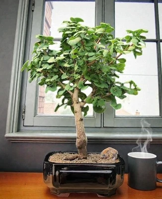 Ginkgo Bonsai Tree 17"H Outdoor Deciduous Ginkgo Biloba Mariken Beginner Bonsai - Image 1 of 3