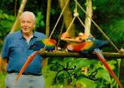 Sir David Attenborough signiertes 7x5 Foto Blue Planet Wildlife Autogramm + COA