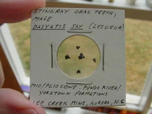 (S1367-P) Micro Fossil Stingray Sting Ray denti orali maschio Dasyatis Aurora US - Foto 1 di 1