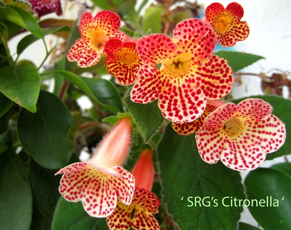 Mini SRG Kohleria Saliba "Citronella", Jungpflanze! Rarität! Gratis Achimenes .. - Bild 1 von 4