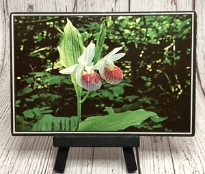 Minnesota Showy Lady Slipper Orchid MN State Flower Vintage Postcard - Picture 1 of 4