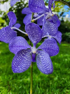 Vanda coerulea XXlrg Blooming Species Orchid Plant - Picture 1 of 6