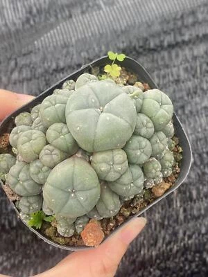 Succulent Cactus Plant home potted Garden decoration beautiful Cactus Plants 6cm - Image 1 of 4