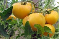 Tomato LEMON GIANT seeds yellow tomatoes organic seeds Ukraine 1g Farmer's dream