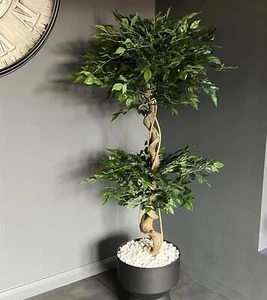 Künstlicher japanischer Fruticosa-Baum verdreht großer Ficus 150 cm Blattdesign UK - Bild 1 von 8
