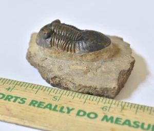 Trilobite Fossil - Exceptional Specimen - Paralejurus - Morocco - 2" - T18 - Picture 1 of 7