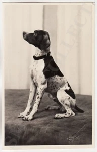 Foto de gabinete artístico de perro cazador de Letonia de 1920 PUNTERO INGLÉS por Rob. Johansons Riga - Imagen 1 de 2