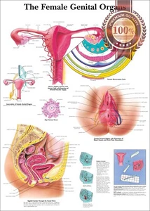 THE FEMALE GENITAL ORGANS DIAGRAM SYSTEM ANATOMY POINT CHART PREMIUM POSTER - Picture 1 of 6