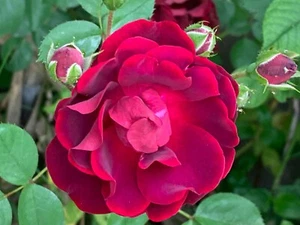 5 Garden Red Rose Cuttings Ready To Plant and Root - Picture 1 of 11