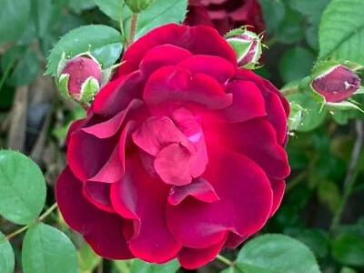 5 Garden Red  Rose Cuttings Ready To Plant and Root  - Image 1 of 4